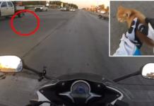 Heroína salta a la carretera transitada para salvar a un gatito a punto de ser atropellado