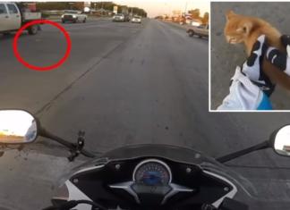 Heroína salta a la carretera transitada para salvar a un gatito a punto de ser atropellado