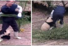 Un osito panda no permite que su cuidador trabaje porque no puede parar de abrazarlo