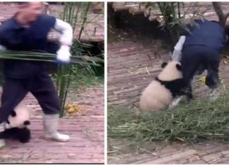 Un osito panda no permite que su cuidador trabaje porque no puede parar de abrazarlo