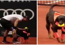 Perros de refugios cumplen el importante papel de pasabolas en el torneo de tenis Brasil Open
