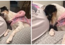 Una perrita se acerca a «hablar» con su hermanita que todavía no ha nacido