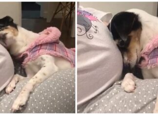 Una perrita se acerca a «hablar» con su hermanita que todavía no ha nacido