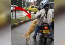 Un angustiado perrito suplica a su dueño que no lo abandone… y entristece a miles de personas