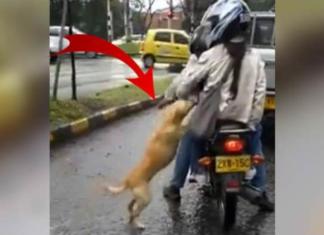 Un angustiado perrito suplica a su dueño que no lo abandone… y entristece a miles de personas