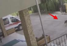 Un perrito fue robado y herido por otros perros, pero supo a dónde tenía que ir para salvarse