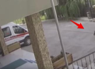 Un perrito fue robado y herido por otros perros, pero supo a dónde tenía que ir para salvarse