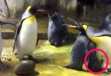 Una pareja de pingüinos gay secuestra a una cría olvidada por sus padres heterosexuales