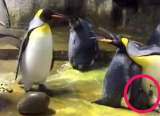 Una pareja de pingüinos gay secuestra a una cría olvidada por sus padres heterosexuales