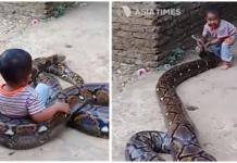 Graban el inquietante momento en que un pequeño se divierte jugando con una gran pitón