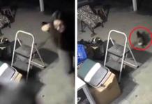 Huyen tras asustarse con una rana, pero el valiente perro no iba a dejar su juguete atrás