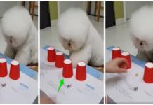 El perro más inteligente del mundo descifra un divertido truco y deja a todos sin palabras