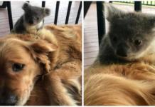 Asha, la perrita aclamada como heroína tras salvarle la vida a un bebé koala abandonado