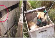 Perritos atados y encerrados en pequeños cajones de madera por fin ven la luz del día