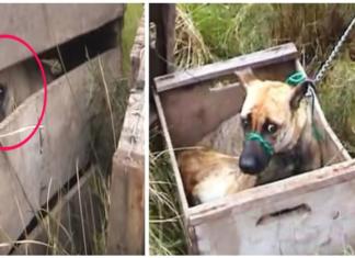 Perritos atados y encerrados en pequeños cajones de madera por fin ven la luz del día