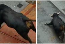 El sufrimiento de un toro al romperse las patas nada más salir del cajón en un encierro