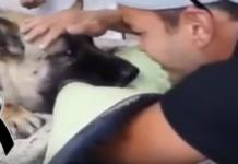 Policía rompe a llorar con el último gesto de amor de su perrita antes de cruzar el arcoíris
