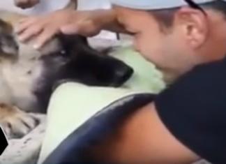 Policía rompe a llorar con el último gesto de amor de su perrita antes de cruzar el arcoíris