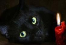 Detienen la adopción de gatos negros para librarlos de los horribles rituales en Halloween