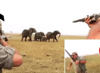 Cazadores asesinan cruelmente a un elefante y la manada entera arremete contra ellos