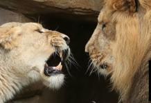 Una leona mata al padre de sus cachorros y los empleados del zoológico no logran explicarlo