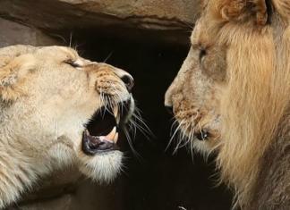 Una leona mata al padre de sus cachorros y los empleados del zoológico no logran explicarlo