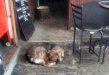 Se quejan en un restaurante por un perro callejero, pero el dueño lo defendió sin titubear