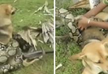 Tres valientes niños luchan contra una enorme boa que intentaba matar a su perrito