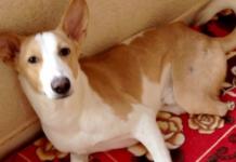 Un veterinario le amputa 2 patas a un perro sano para “poner a prueba sus conocimientos”