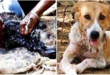 La increíble recuperación de una perrita callejera encontrada inmóvil y cubierta de alquitrán