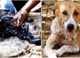 La increíble recuperación de una perrita callejera encontrada inmóvil y cubierta de alquitrán