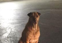 Un perro finge no tener hogar y acude cada día a un McDonalds para que le den comida