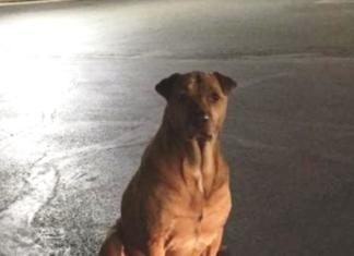 Un perro finge no tener hogar y acude cada día a un McDonalds para que le den comida