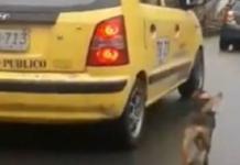 Un perro persigue desesperadamente el taxi en el que va su dueña después de que lo abandonara