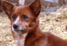 Un perrito rompe a llorar porque sus dueños se ven obligados a vender la vaca que lo crió