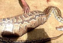 Los aldeanos graban el momento en el que abren el cuerpo de una enorme serpiente