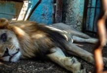 Cierran el «zoo del infierno» y rescatan a 12 animales a punto de encontrar la muerte