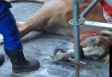 «Su llanto era desgarrador, gritaba de dolor»: Un caballo de carruaje colapsa por agotamiento