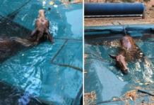 Un aterrado caballo huía del incendio en California y saltó a la piscina para salvar su vida
