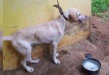 Permanece atado por el cuello a una cadena tan corta, que no podía moverse, ni acostarse…