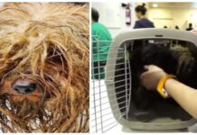 Perro permaneció encerrado en una caja oscura y sucia durante 10 años, hasta que lo liberaron