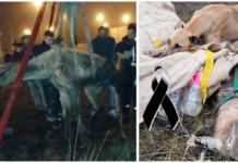 Iba a ser comida de leones, pero nunca imaginó todo el amor que tendría en su último respiro