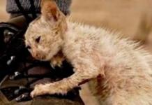 El emotivo desenlace del gato «feo» y abandonado que nadie se atrevía a tocar