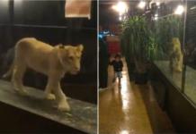 Rescatan a la leona Khaleesi y cierran el café donde la exhibían en una jaula de cristal