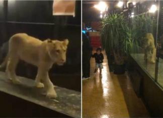 Rescatan a la leona Khaleesi y cierran el café donde la exhibían en una jaula de cristal