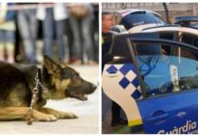 Un perro ataca a su dueño para evitar que siguiera maltratando a su esposa