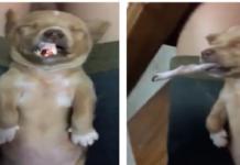 ¿Diversión?: El vídeo de un perrito obligándolo a fumar un cigarrillo enfurece a las redes