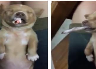 ¿Diversión?: El vídeo de un perrito obligándolo a fumar un cigarrillo enfurece a las redes