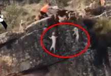 Una docena de perros terminan cayendo por un precipicio por cumplir las órdenes de un cazador
