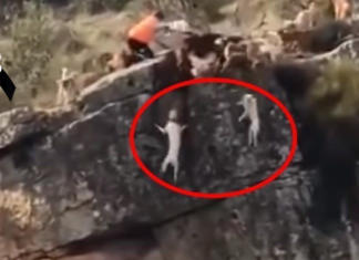 Una docena de perros terminan cayendo por un precipicio por cumplir las órdenes de un cazador
